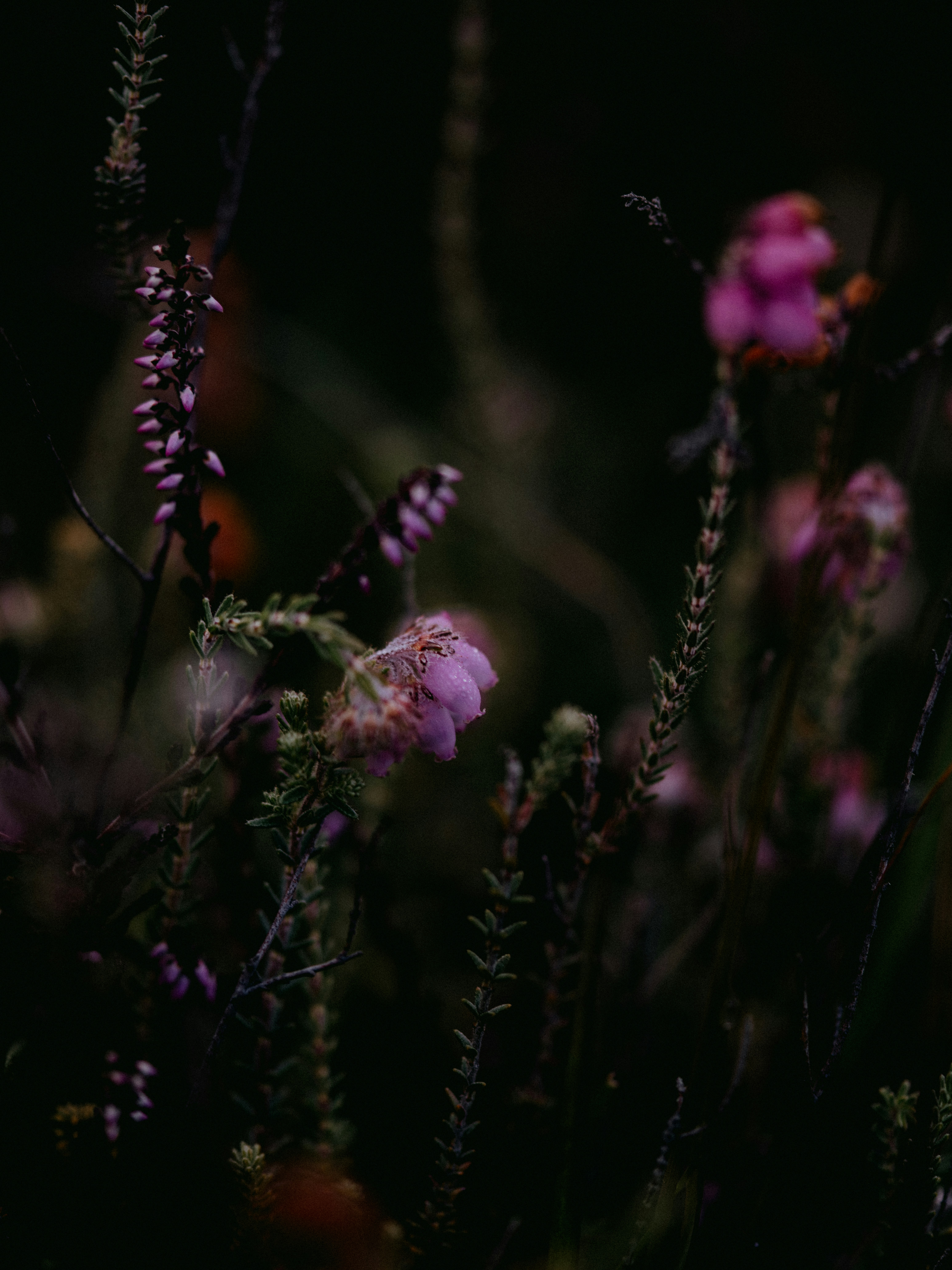 Photo by anniespratt