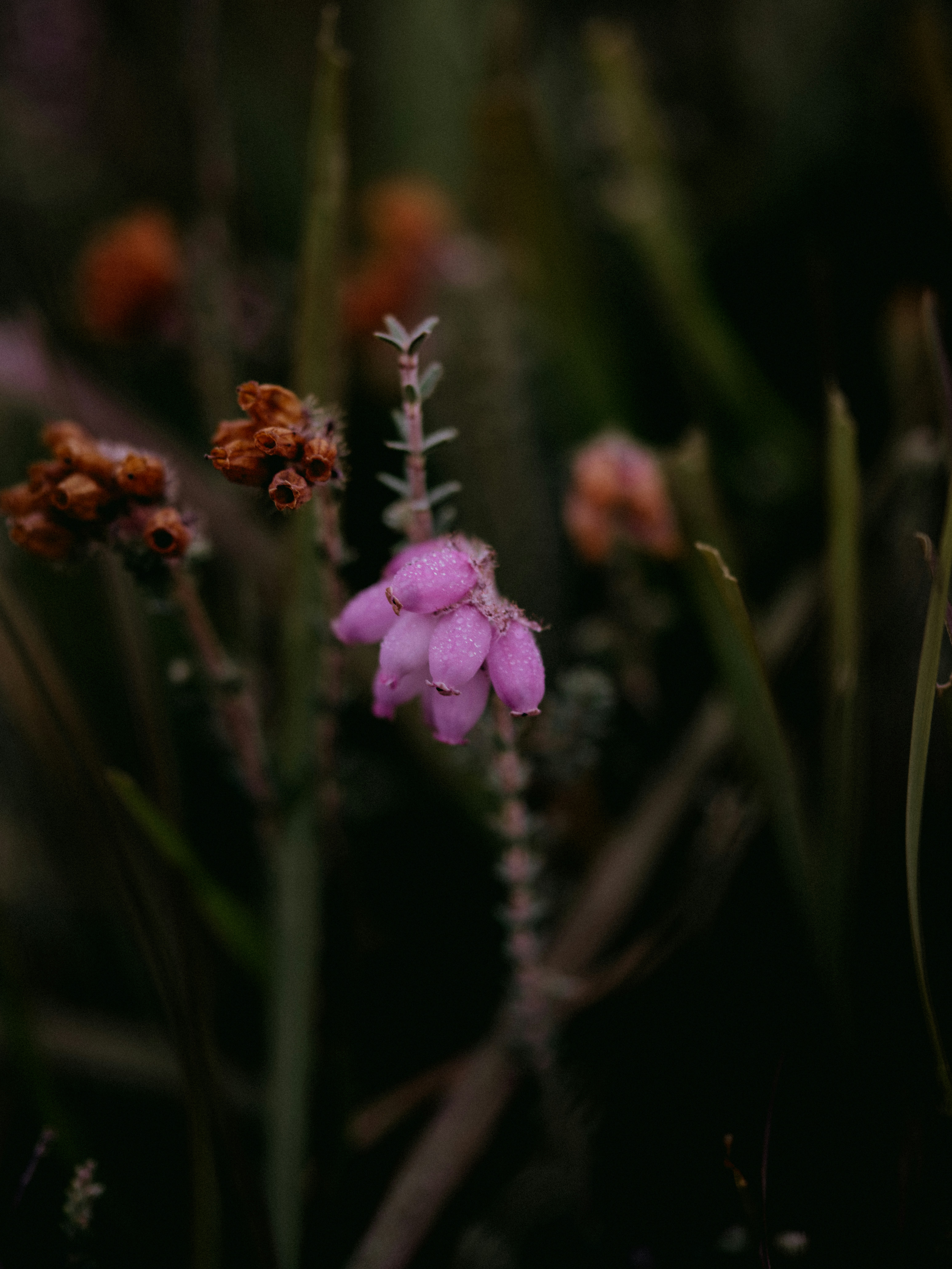 Photo by anniespratt