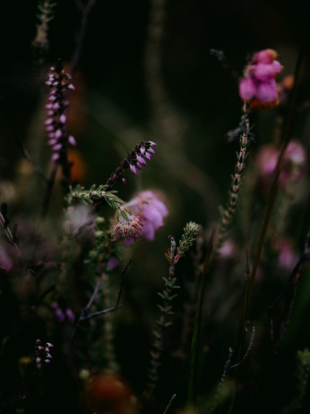 pink flower in tilt shift lens