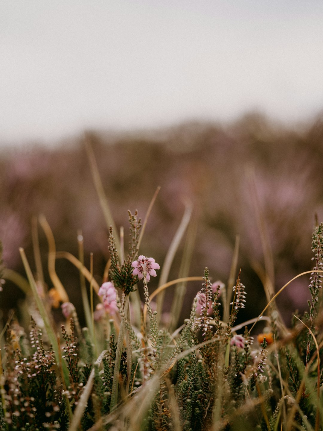 purple flower in tilt shift lens