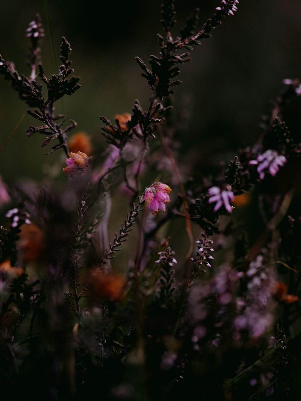 purple flowers in tilt shift lens