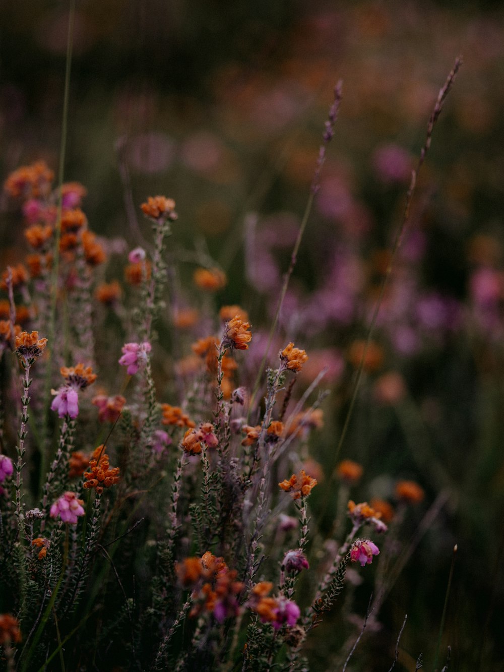 purple and orange flowers in tilt shift lens