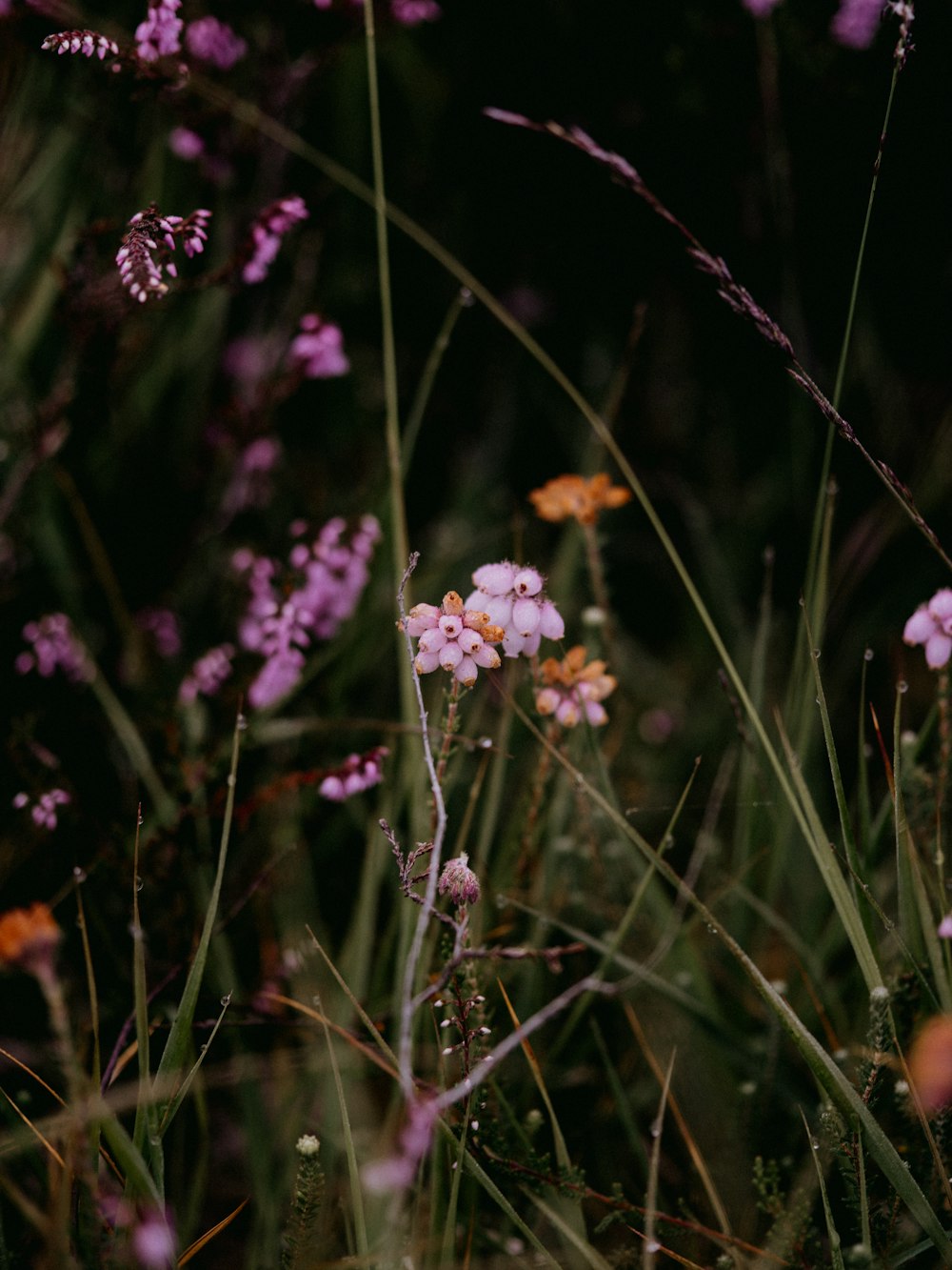 white flowers with green leaves