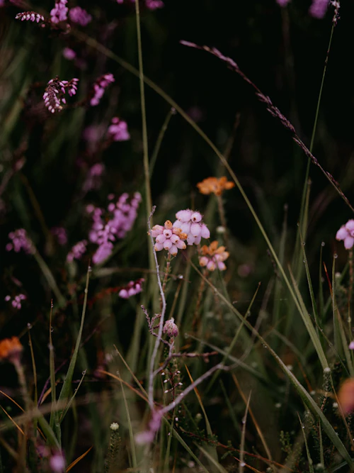 Wildflower & Honey
