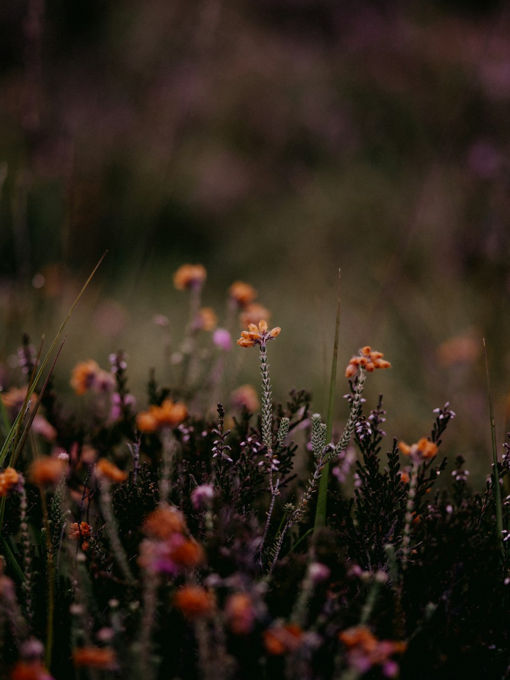 orange flowers in tilt shift lens