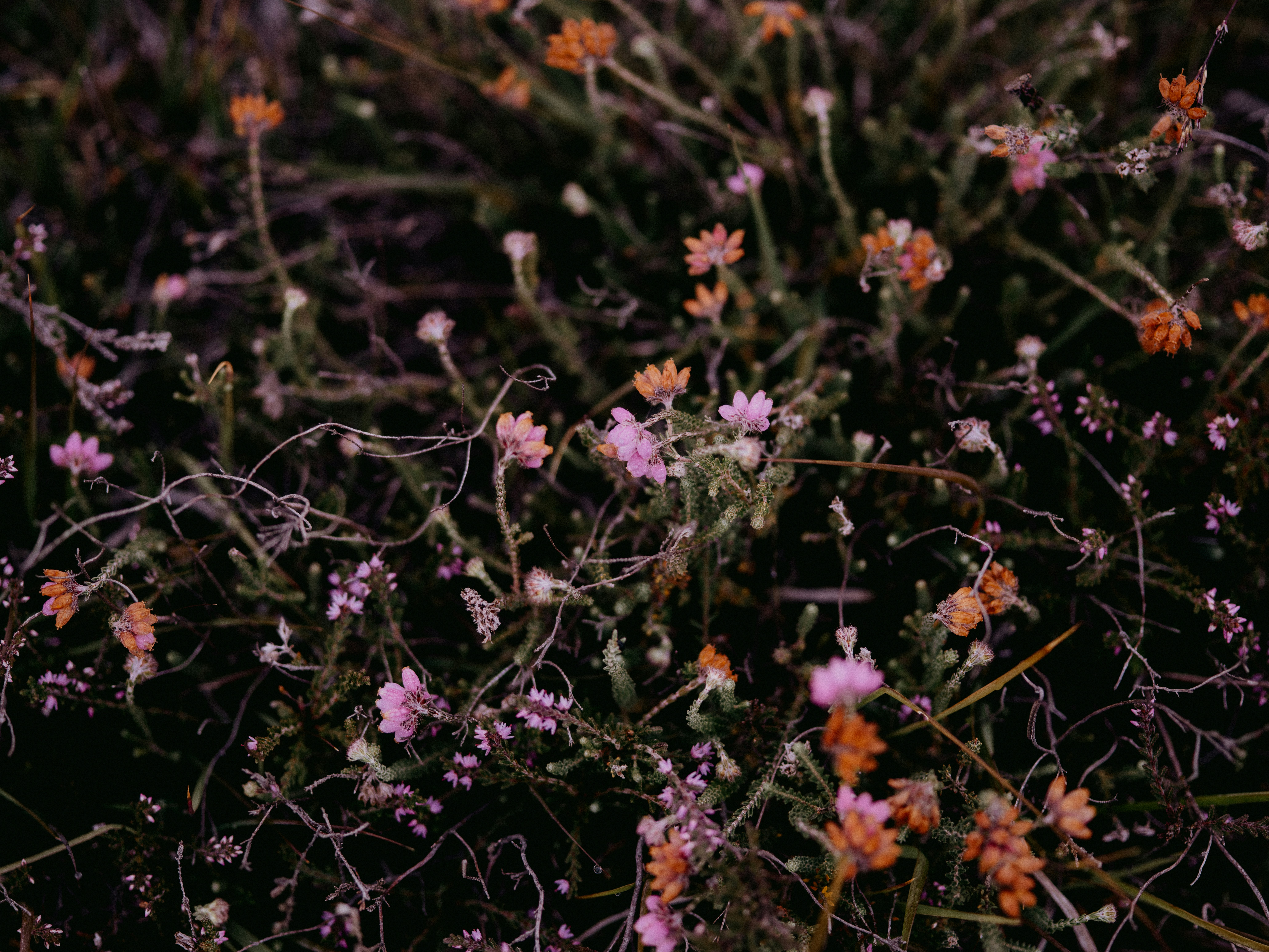 Photo by anniespratt