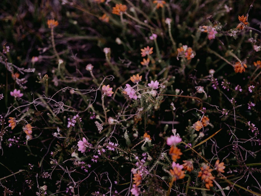 white and purple flowers in tilt shift lens