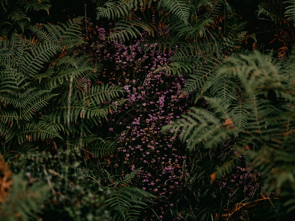 green fern plant during daytime