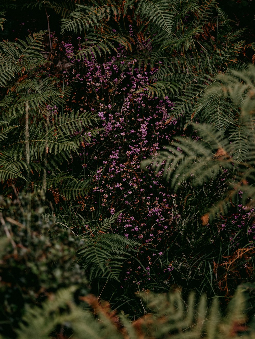 green fern plant during daytime