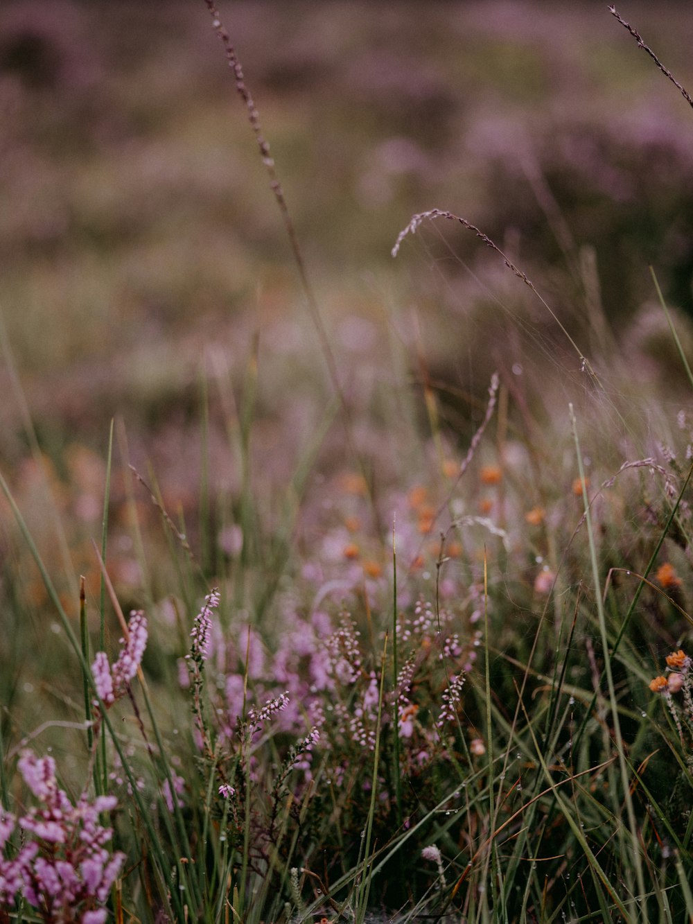 purple flowers in tilt shift lens