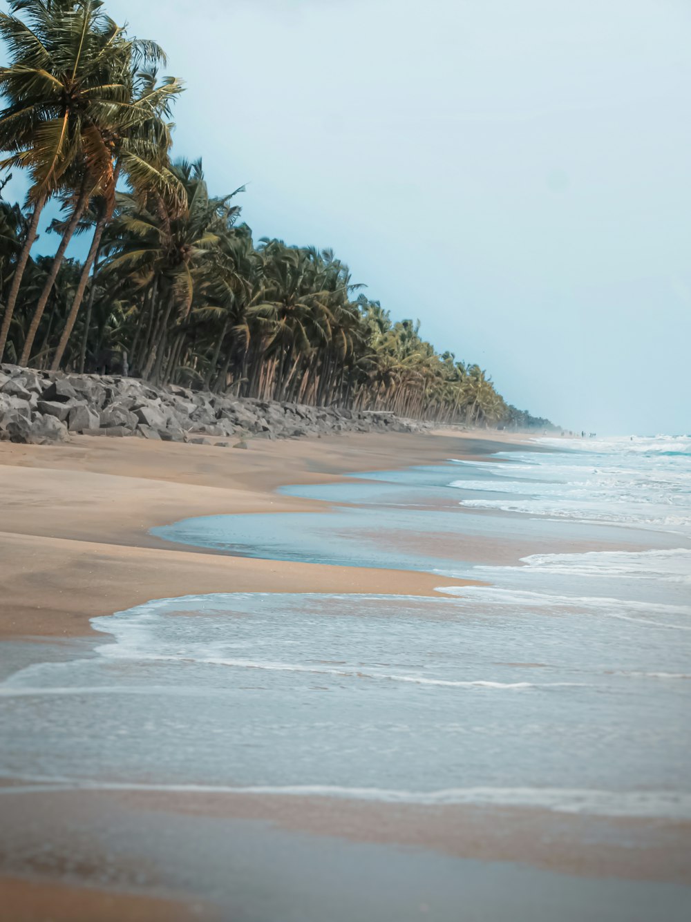 beach shore with coconut trees