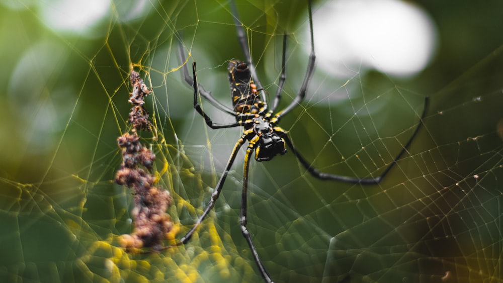 낮 동안 거미줄에 검은 색과 노란색 거미