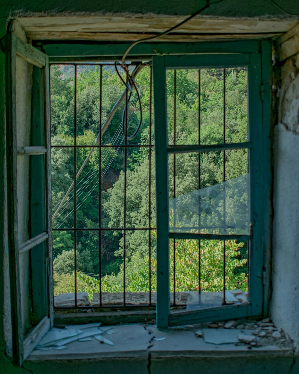 green leaf trees on window