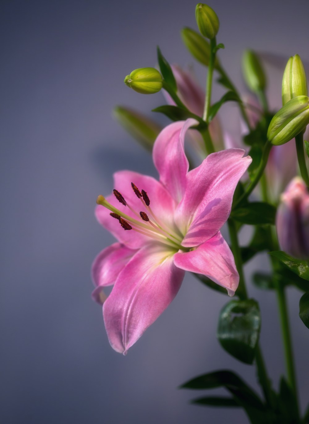 pink and white flower in tilt shift lens