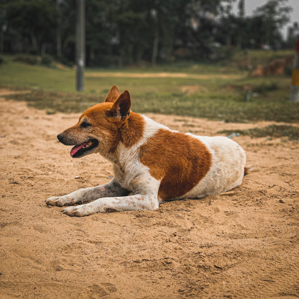 brown and white short coated dog lying on brown sand during daytime