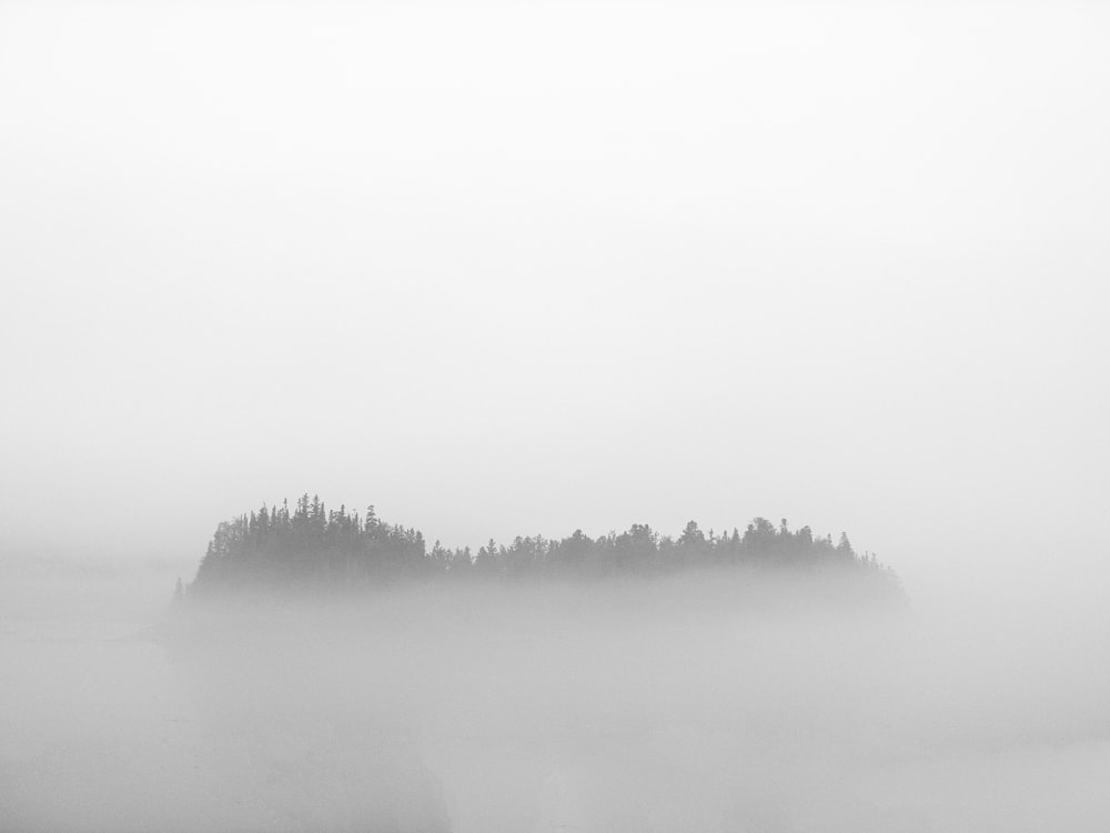 green trees covered with fog