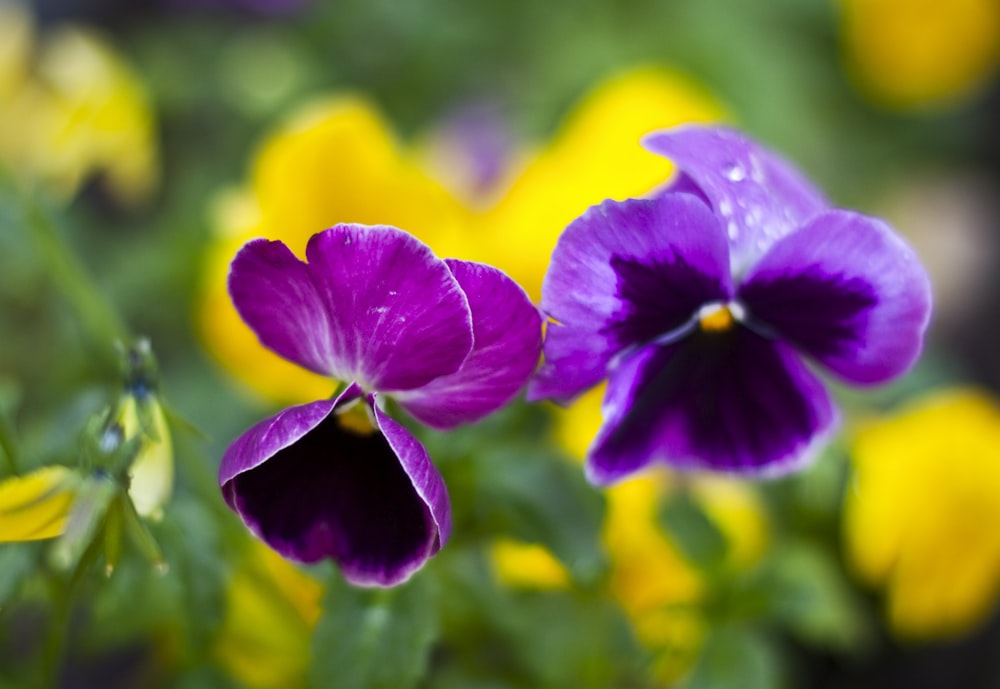 purple flower in tilt shift lens