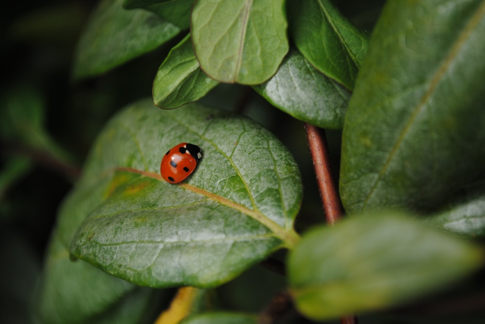 red ladybug on green leaf during daytime