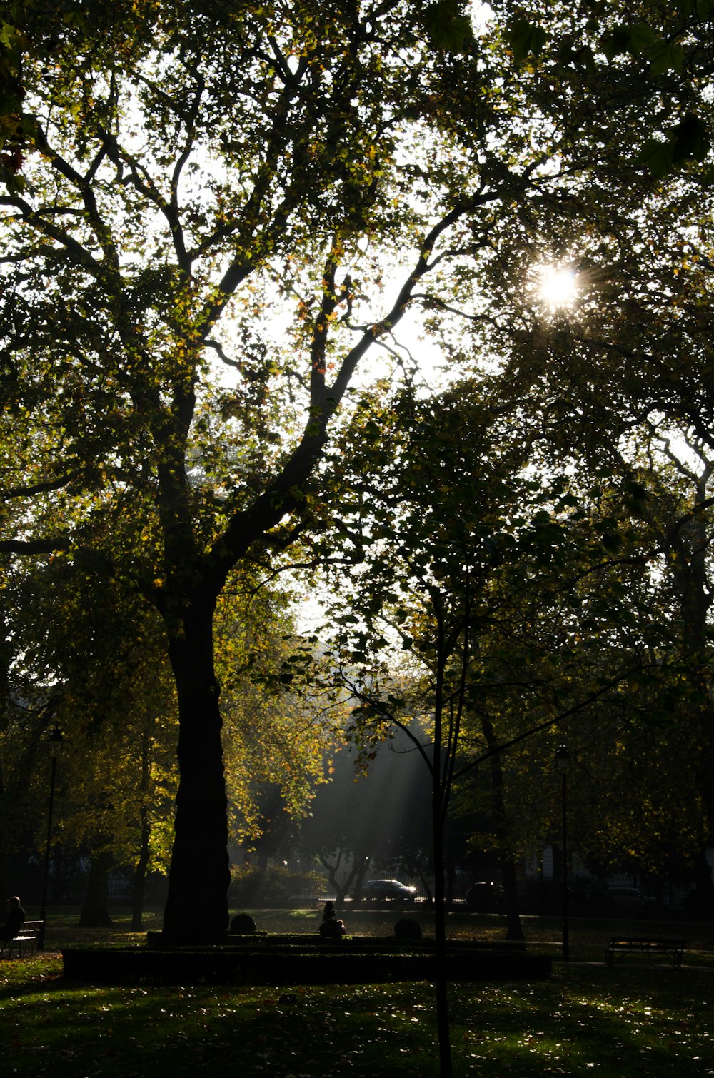 green trees under sunny sky