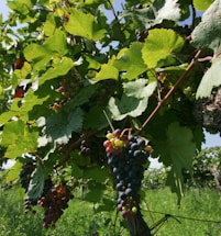 Vibrant grape clusters hang from leafy vines, with sunlight filtering through the lush green leaves. The grapes vary in color from dark purple to green, indicating different stages of ripeness, and are set against a backdrop of more vines and a clear blue sky.