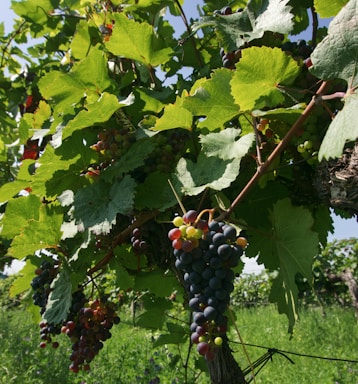 Vibrant grape clusters hang from leafy vines, with sunlight filtering through the lush green leaves. The grapes vary in color from dark purple to green, indicating different stages of ripeness, and are set against a backdrop of more vines and a clear blue sky.