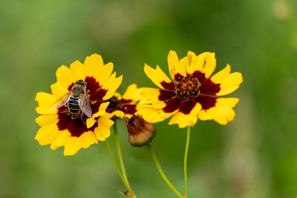 yellow and black bee on yellow flower