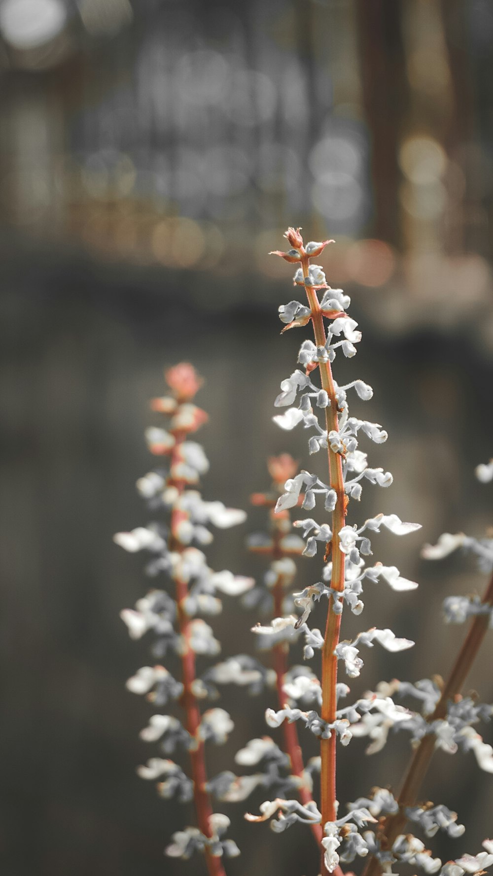 white and orange flower buds