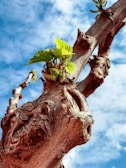 A close-up of a weathered tree trunk with new green shoots emerging.