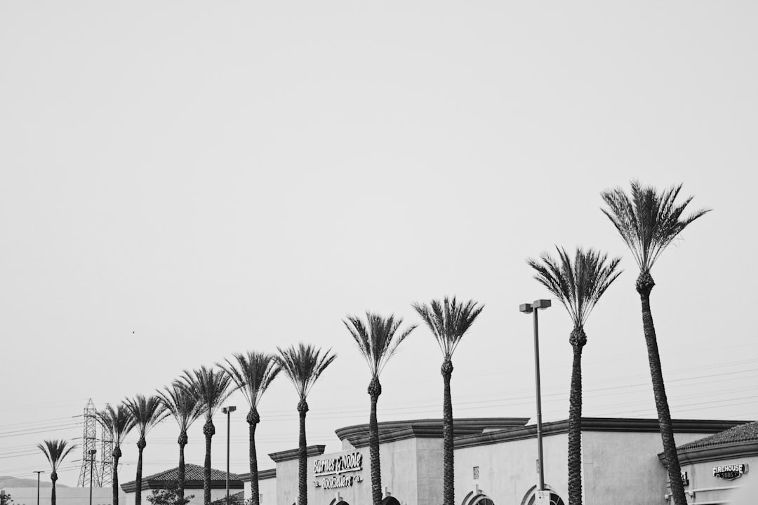 grayscale photo of palm trees