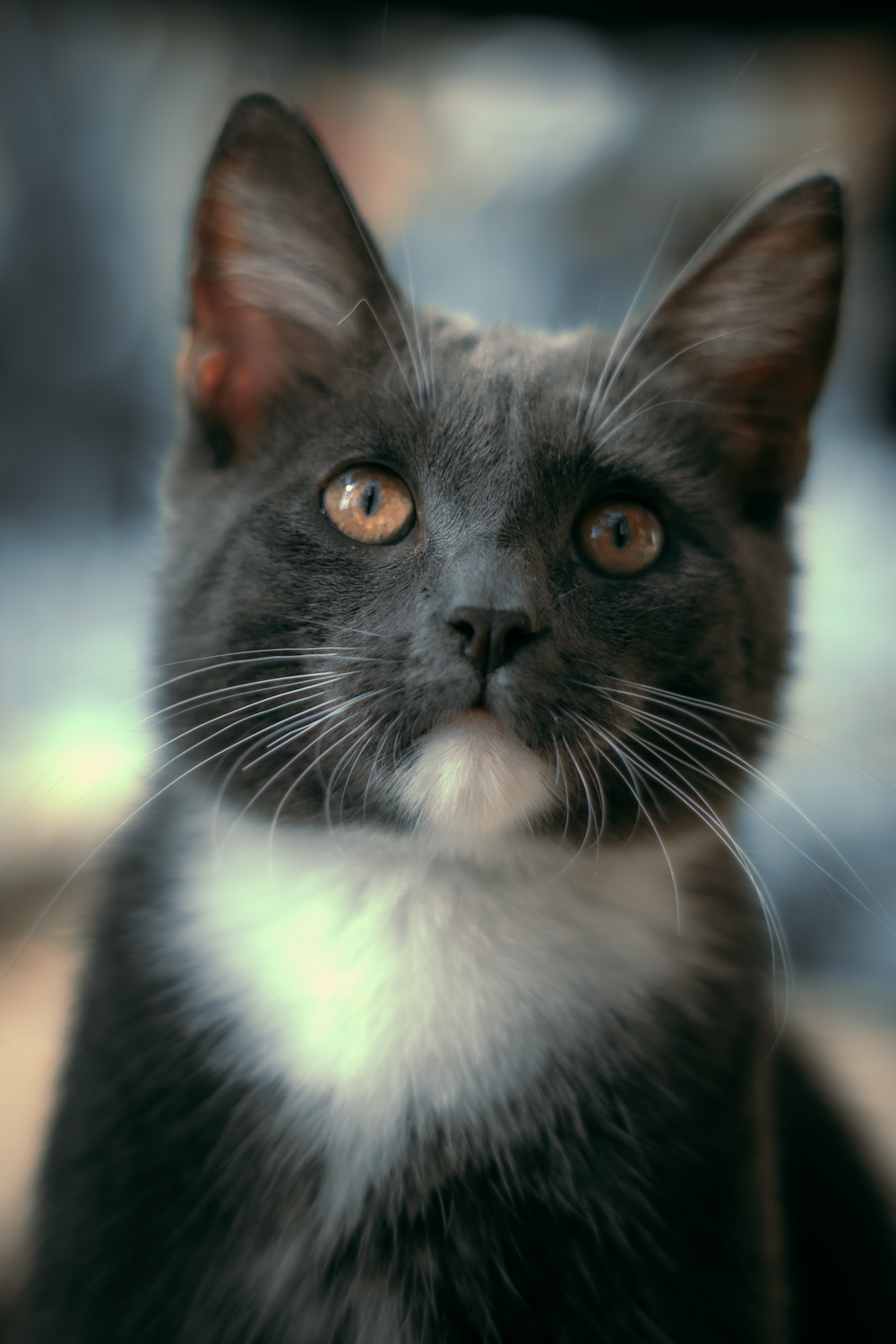 black and white cat in close up photography