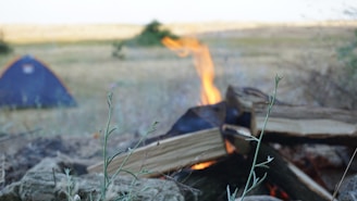 Close-up of a campfire glowing warmly with tents and pine trees silhouetted in the background.