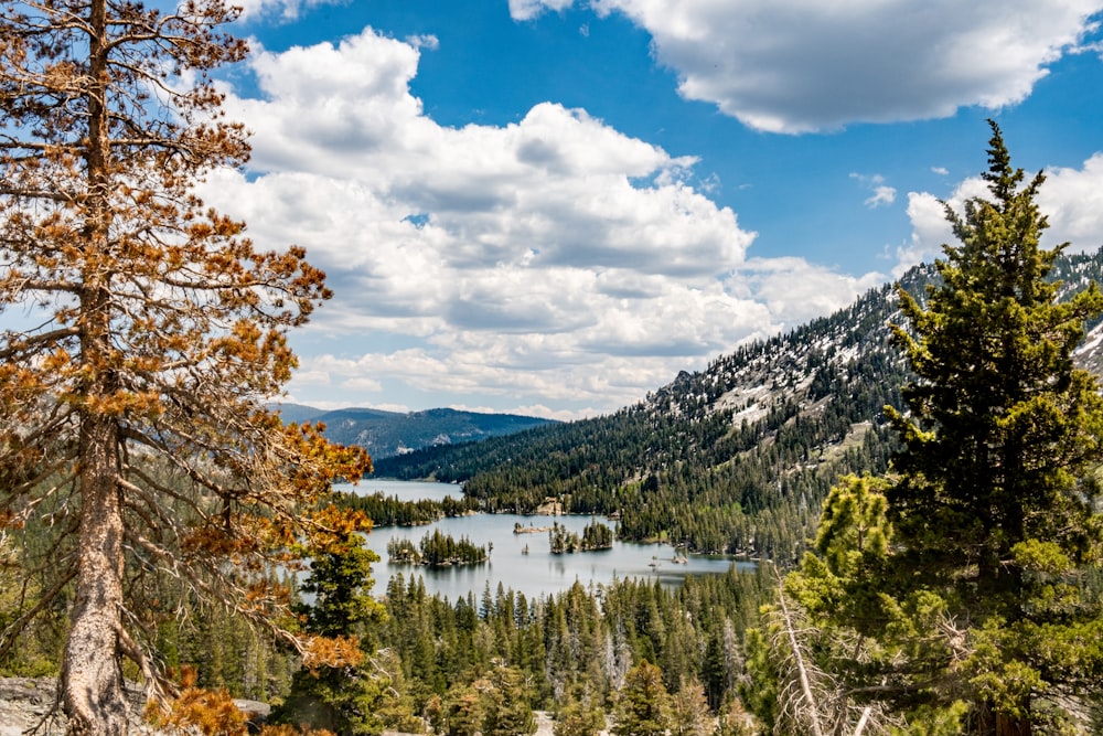 green trees near body of water under blue sky and white clouds during daytime