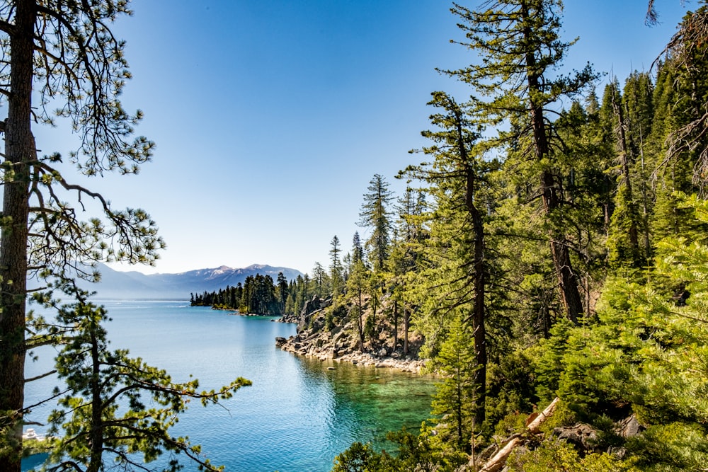 green trees beside body of water under blue sky during daytime