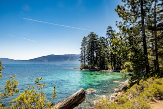 green trees near body of water during daytime