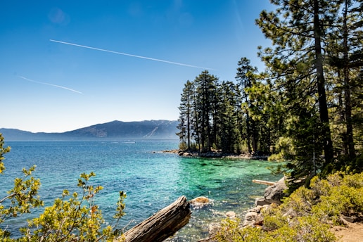green trees near body of water during daytime