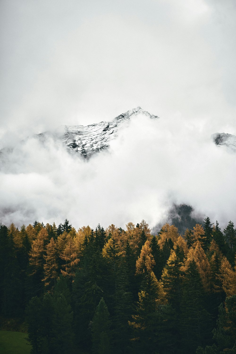 árboles verdes bajo nubes blancas