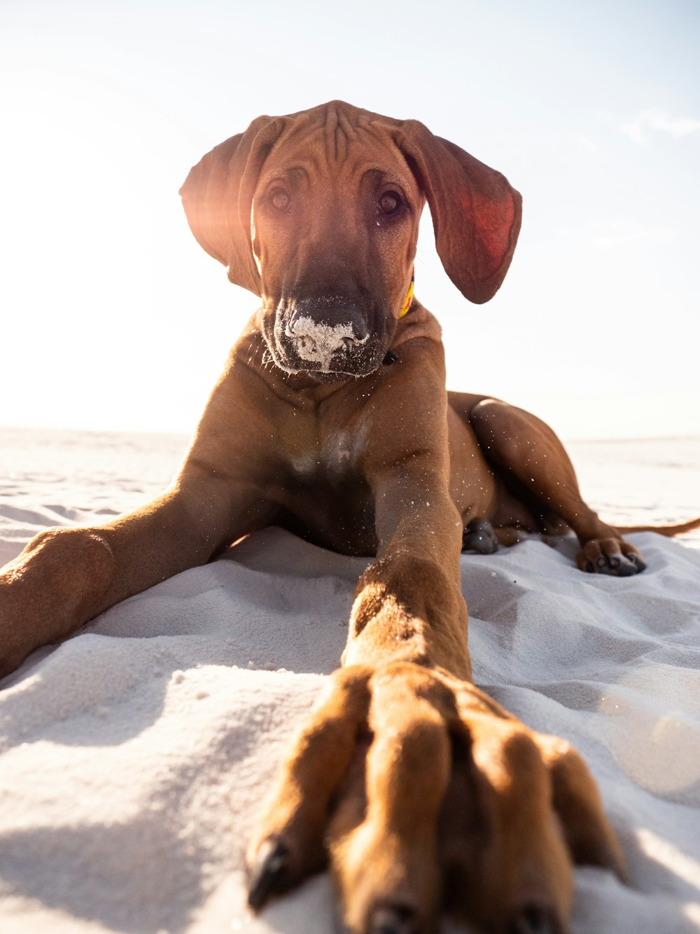 brown short coated dog lying on white sand during daytime
