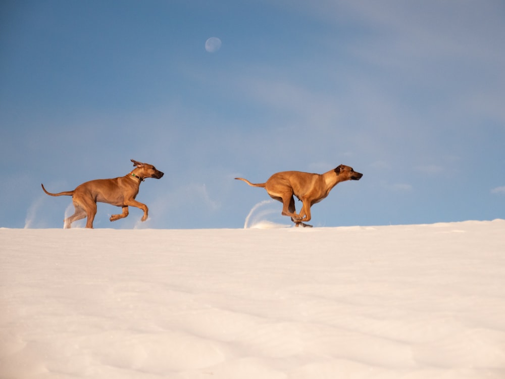 brown short coat medium dog on white snow during daytime