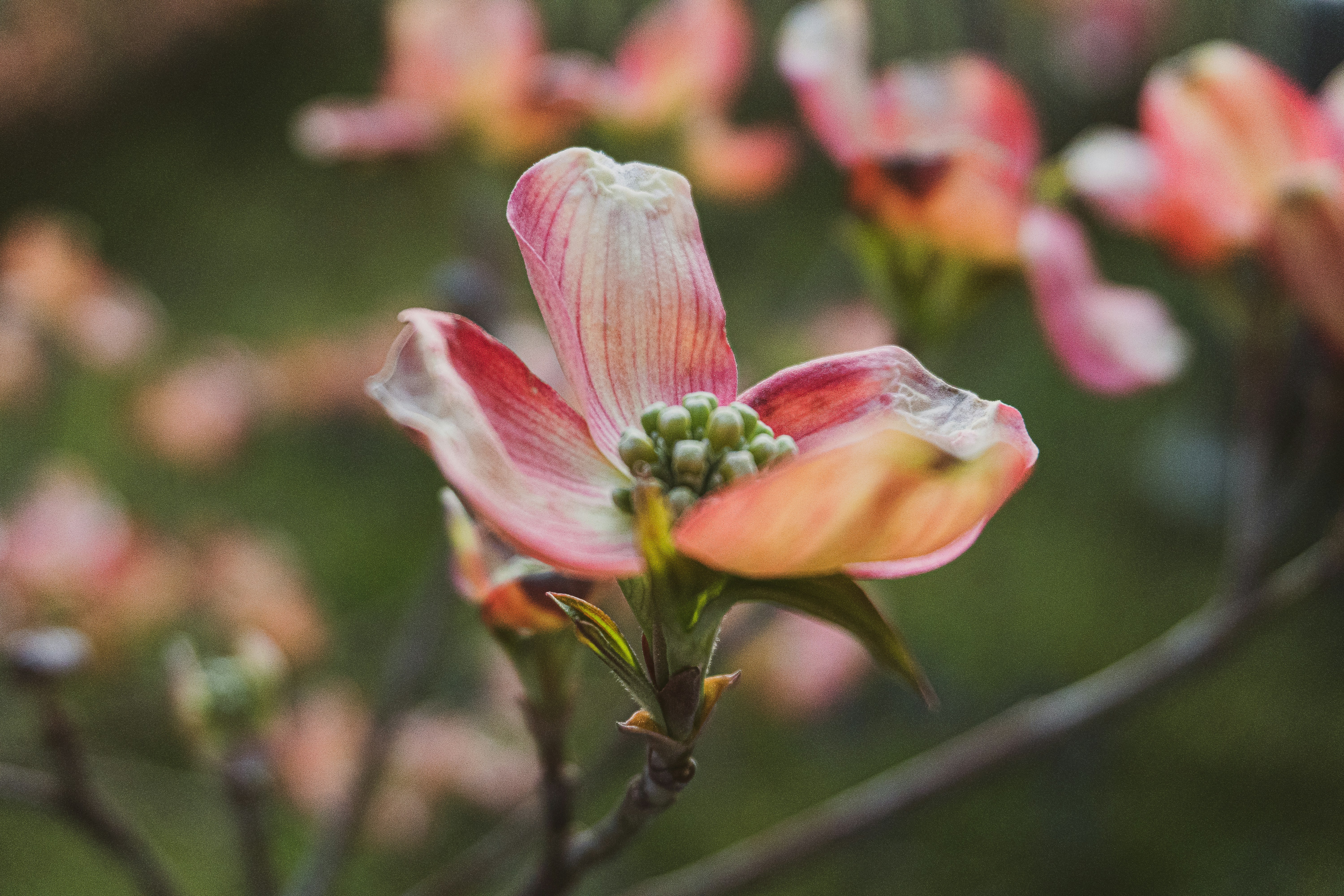 Photo by keepitchassephotography