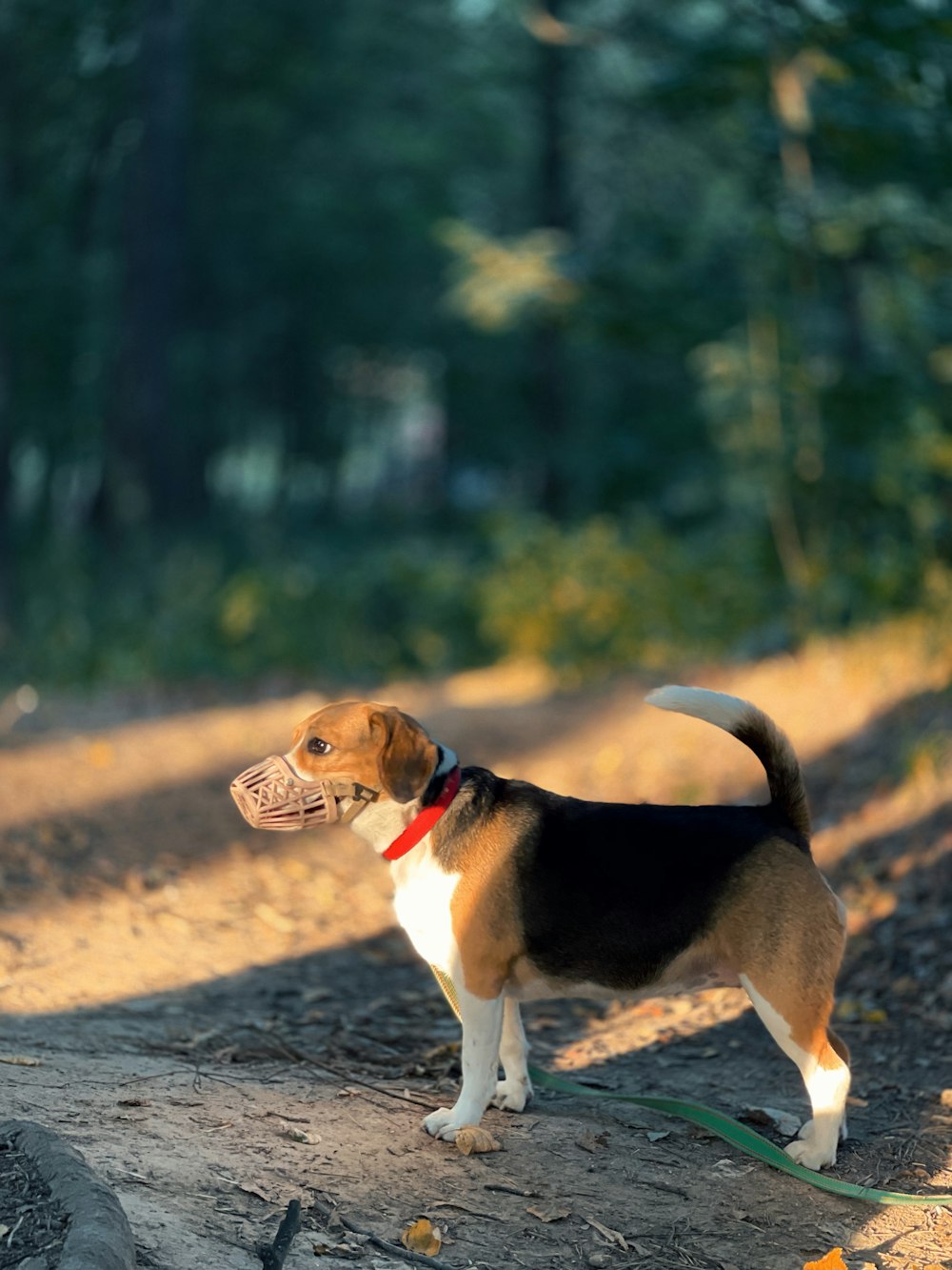 tricolor beagle on grey concrete road during daytime