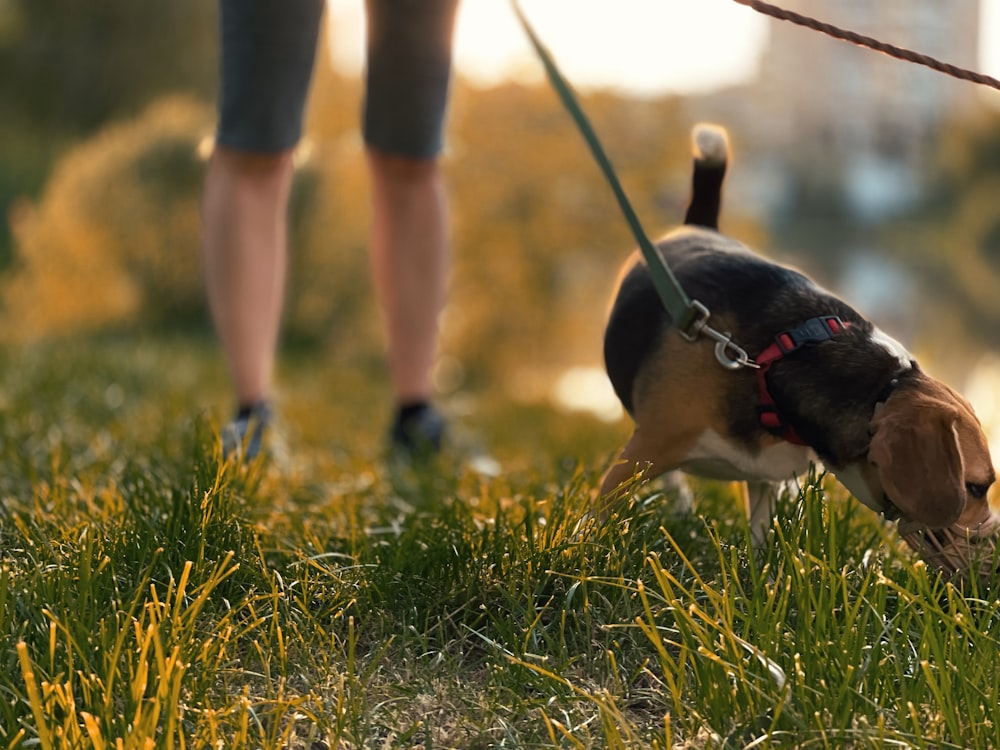 brown and black short coated dog running on green grass field during daytime