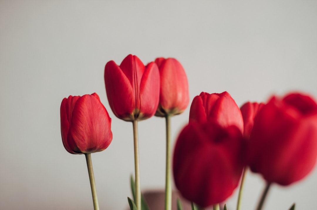 red tulips in close up photography