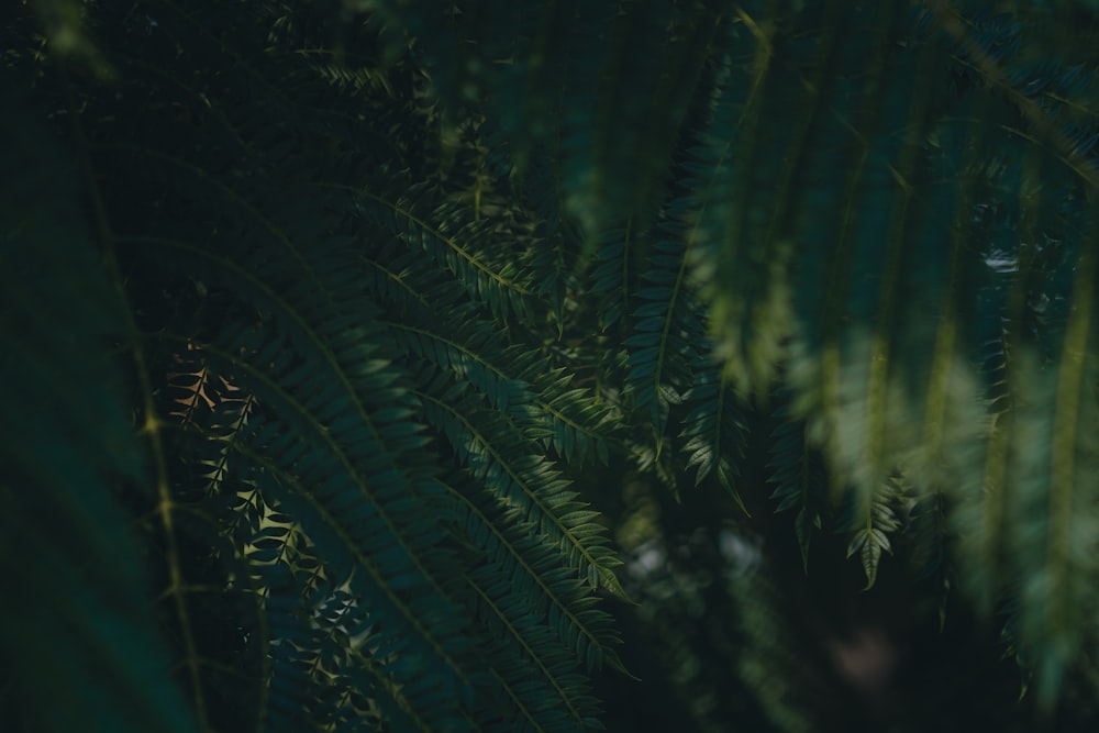 green fern plant in close up photography