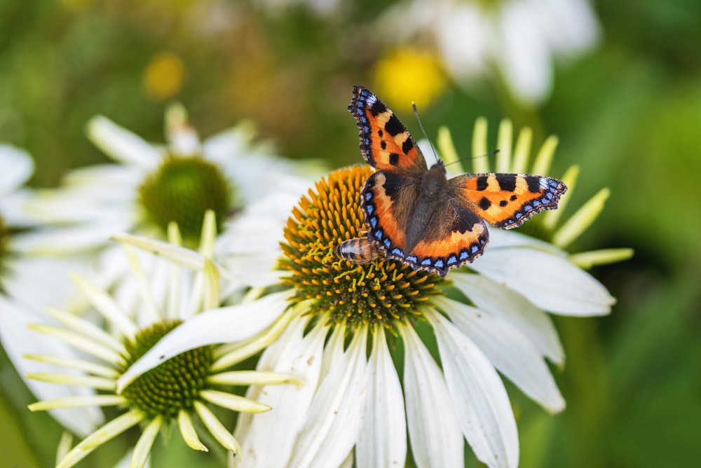 mariposa pavo real posada en flor blanca en fotografía de primer plano durante el día