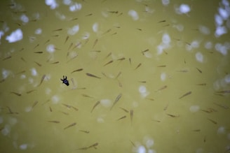 A murky greenish-yellow water surface with many small fish swimming in it. White circular reflections are scattered across the surface, and a single blackened leaf or object floats prominently among the fish.