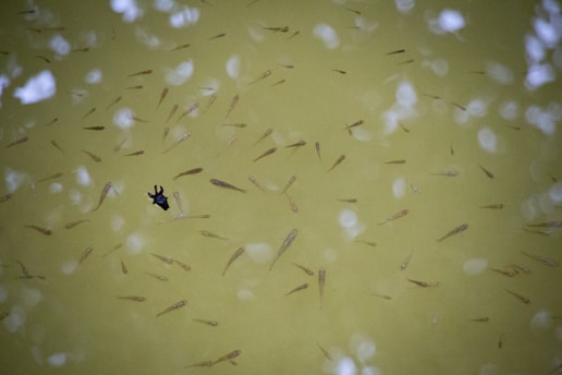 A murky greenish-yellow water surface with many small fish swimming in it. White circular reflections are scattered across the surface, and a single blackened leaf or object floats prominently among the fish.