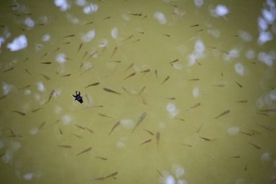 A murky pond surface with tiny amoebas visible beneath.