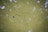 A murky greenish-yellow water surface with many small fish swimming in it. White circular reflections are scattered across the surface, and a single blackened leaf or object floats prominently among the fish.