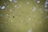 A murky greenish-yellow water surface with many small fish swimming in it. White circular reflections are scattered across the surface, and a single blackened leaf or object floats prominently among the fish.