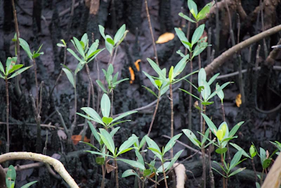 Local community members planting mangrove saplings near the water.